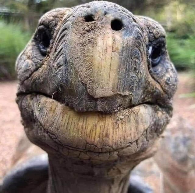Jonathan the Tortoise Legend